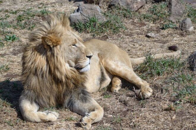 From Johannesburg: Lion & Safari Park Half-Day Tour - Booking Information
