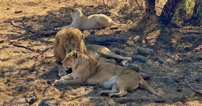 From Johannesburg: Lion & Safari Park Half-Day Tour - Customer Reviews