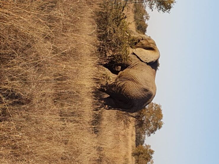 From Johannesburg or Pretoria: Dinokeng Guided Safari Tour - Booking Information