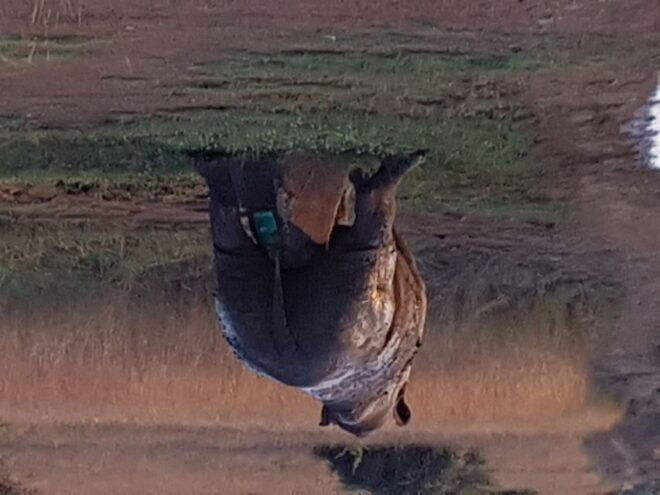 From Johannesburg or Pretoria: Dinokeng Guided Safari Tour - Guide Expertise