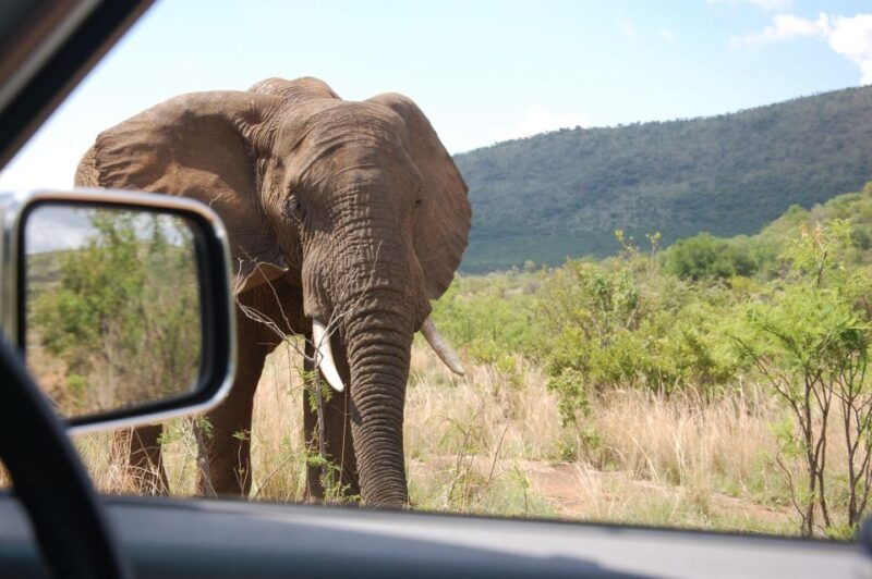 From Johannesburg: Pilanesberg National Park Safari - From Johannesburg: Pilanesberg National Park Safari
