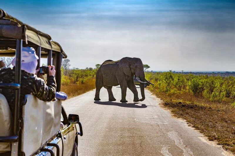From Johannesburg: Pilanesberg Wildlife Safari - Introduction