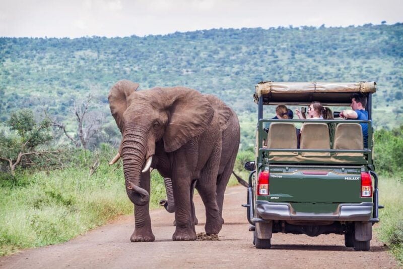 From Johannesburg: Pilanesberg Wildlife Safari - A Day in the Life of the Pilanesberg Safari