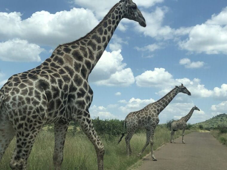 From Johannesburg: Pilanesberg Wildlife Safari - Deep Dive into the Itinerary
