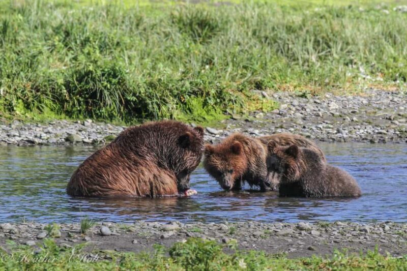 From Juneau: Pack Creek Bear Viewing Adventure - Good To Know