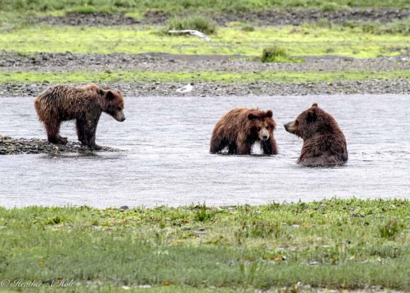 From Juneau: Pack Creek Bear Viewing Adventure - A Deep Dive into the Experience
