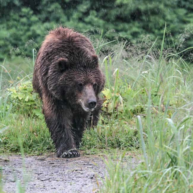 From Juneau: Pack Creek Bear Viewing Adventure - What Makes This Tour Stand Out?