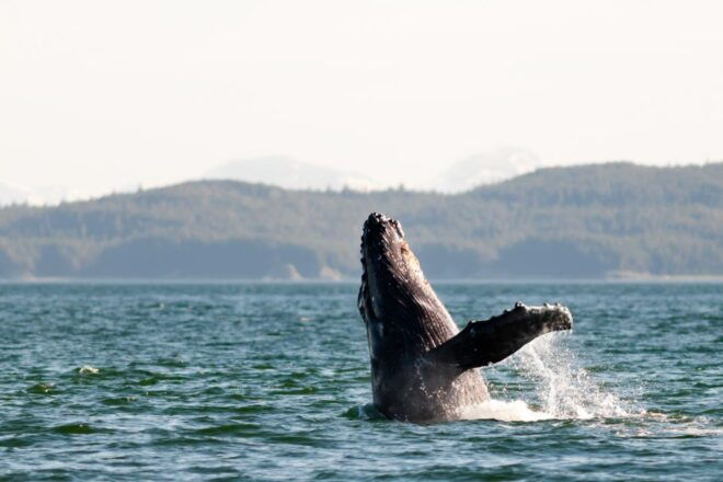 From Juneau: Whale Watching Cruise With Snacks - Tour Details and Amenities