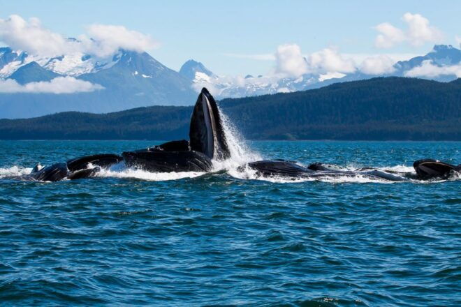 From Juneau: Whale Watching Cruise With Snacks - Scenic Views and Landscapes