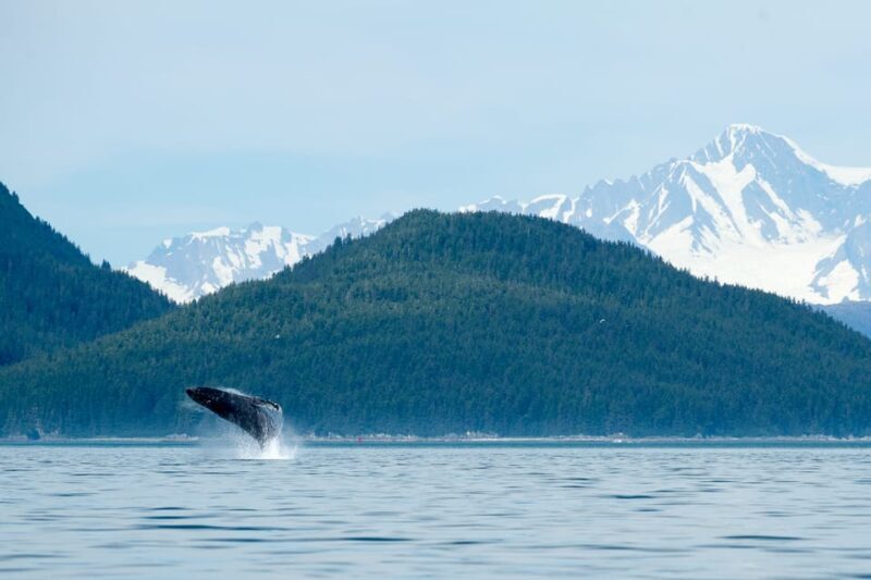 From Juneau: Whale Watching Cruise with Snacks - Good To Know
