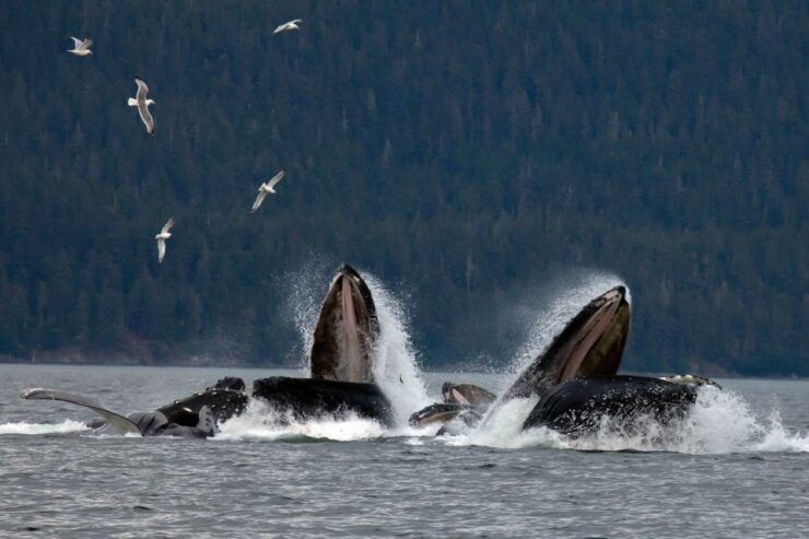 From Juneau: Whale Watching Cruise With Snacks - Activity Information