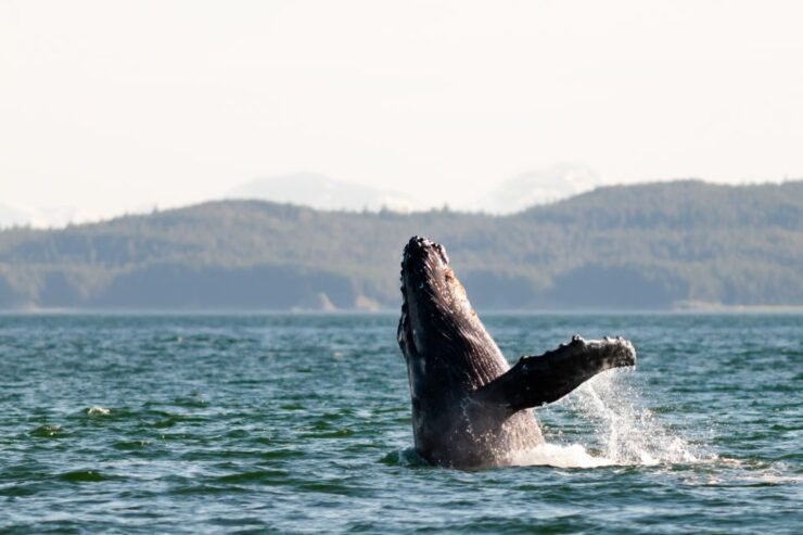 From Juneau: Whale Watching Cruise With Snacks - Highlights