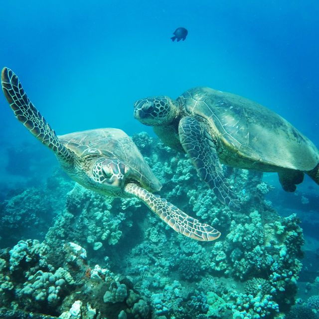 From Kaanapali: Afternoon West Maui Snorkeling & Sea Turtles - Activity Details