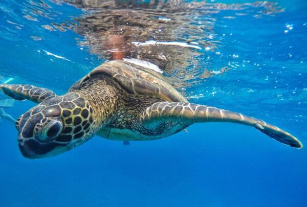 From Kaanapali: Afternoon West Maui Snorkeling & Sea Turtles - The Sum Up