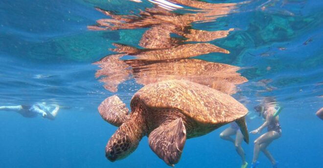 From Ka'anapali Beach: West Maui Half-Day Snorkel Adventure - Reserve Now & Pay Later