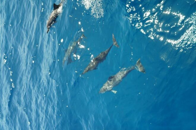 From Ka'anapali Beach: West Maui Half-Day Snorkel Adventure - The Sum Up