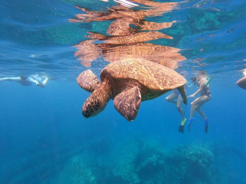 From Ka'anapali: West Maui Half-Day Snorkel Tour w/ Food - Food, Drinks, and Relaxation