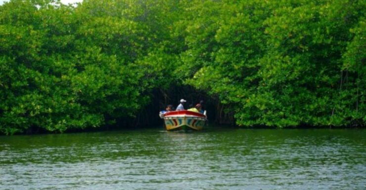 From Kalutara: Madu River Safari & Turtle Hatchery Visit - Booking Information