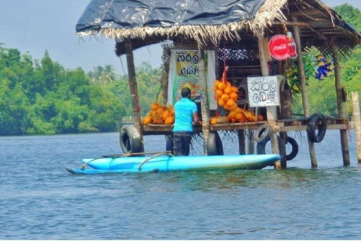 From Kalutara: Madu River Safari & Turtle Hatchery Visit - Highlights of the Activity