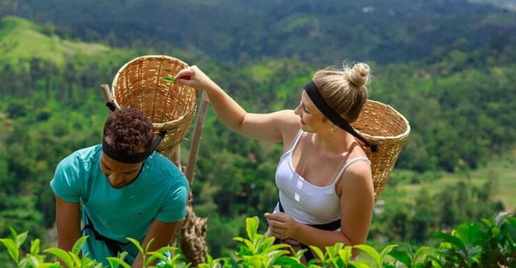 From - Kaluthara / Katukurunda / Maggonna Day Trip To Ella - Itinerary Highlights