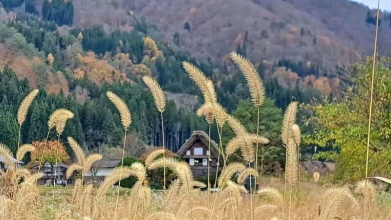 From Kanazawa/Takayama :Day Tour To Shirakawago & Takayama - Good To Know