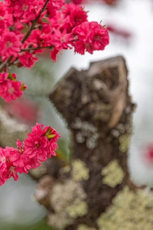 From Kanazawa/Toyama: Shirakawago and Takayama Day Tour - The Sum Up: Is This Tour Right for You?