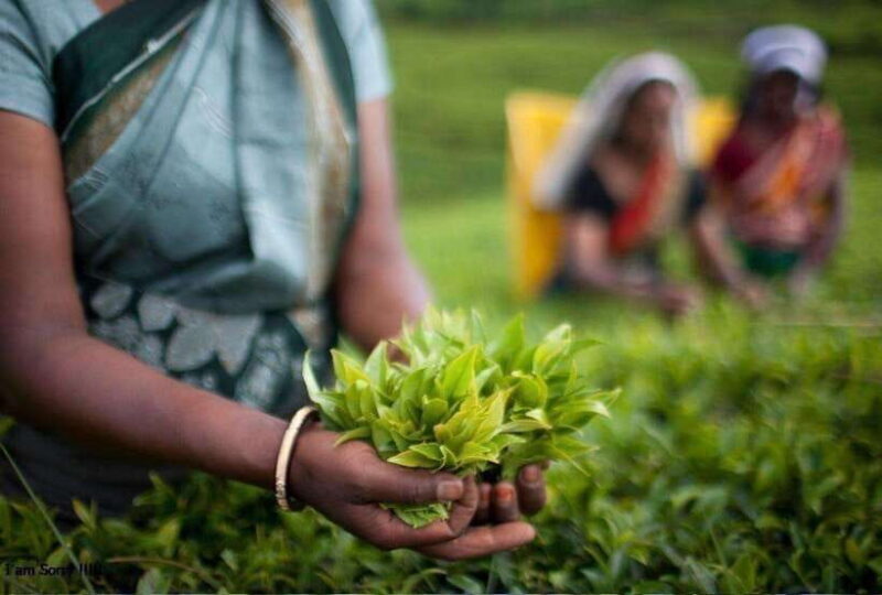 From Kandy: All Inclusive Kandy, Pinnawala & Tea Plantation - Good To Know