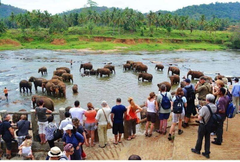 From Kandy: All Inclusive Kandy, Pinnawala & Tea Plantation - Who Is This Tour For?