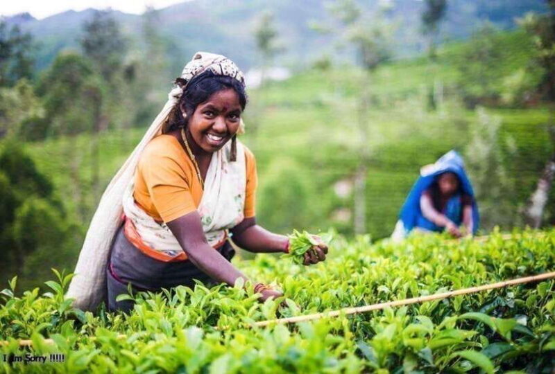 From Kandy: All Inclusive Kandy, Pinnawala & Tea Plantation - FAQ