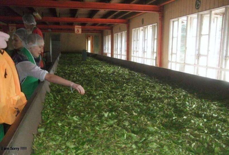 From Kandy: All Inclusive Kandy, Pinnawala & Tea Plantation - Final Thoughts: Who Would Love This Tour?