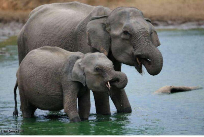 From Kandy: All Inclusive Kandy, Pinnawala & Tea Plantation - FAQ