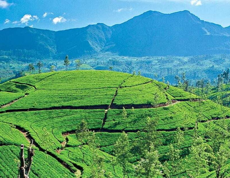 From Kandy: Ella private Day Tour With Train Ride - FAQ