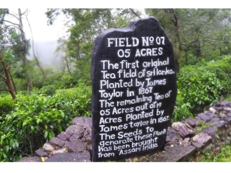 From Kandy: James Taylor's Tea Plantation Tour - Loolkandura Tea Estate Experience