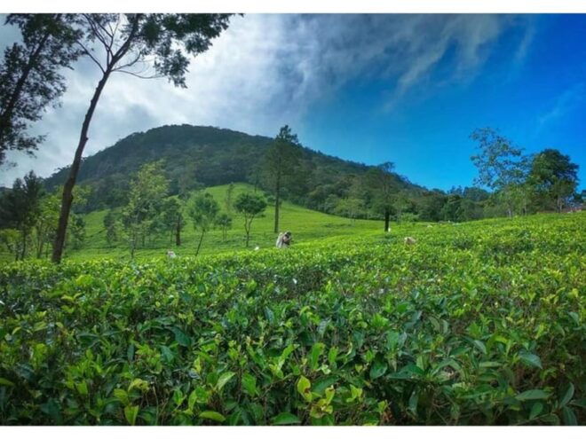 From Kandy: James Taylor's Tea Tour (The Tale of Ceylon Tea) - Included Amenities