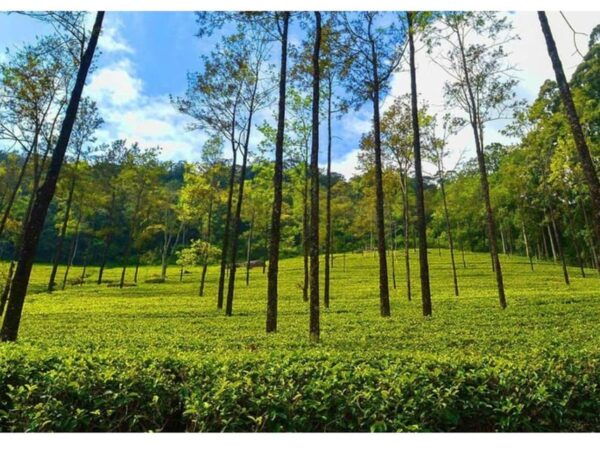 From Kandy: James Taylor's Tea Tour (The Tale of Ceylon Tea) - Historical Significance of Ceylon Tea