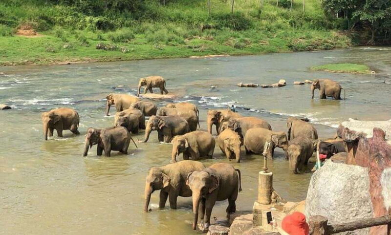 From Kandy: Kandy To Pinnawala Day Tour by Tuk Tuk - The Sum Up