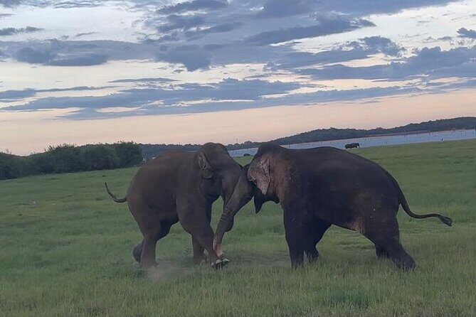 From Kandy: Minneriya Wildlife Safari and Heritage Day Tour - A Full Breakdown of the Experience