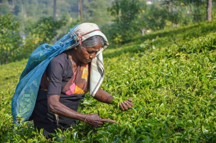 From Kandy: Nuwara Eliya by Train - Highlights of the Tour