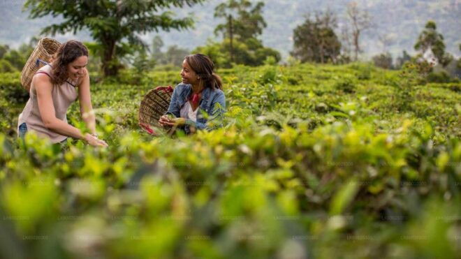 From Kandy: Nuwara Eliya by Train - Important Information