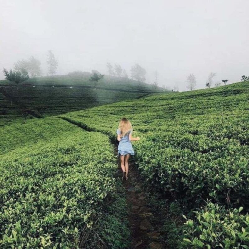 From Kandy: Nuwara Eliya Day Tours (Ambewela Railway Drop) - Final Thoughts