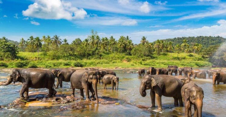 From Kandy: Pinnawala and Botanical Garden Tour By Tuk Tuk - Tour Highlights
