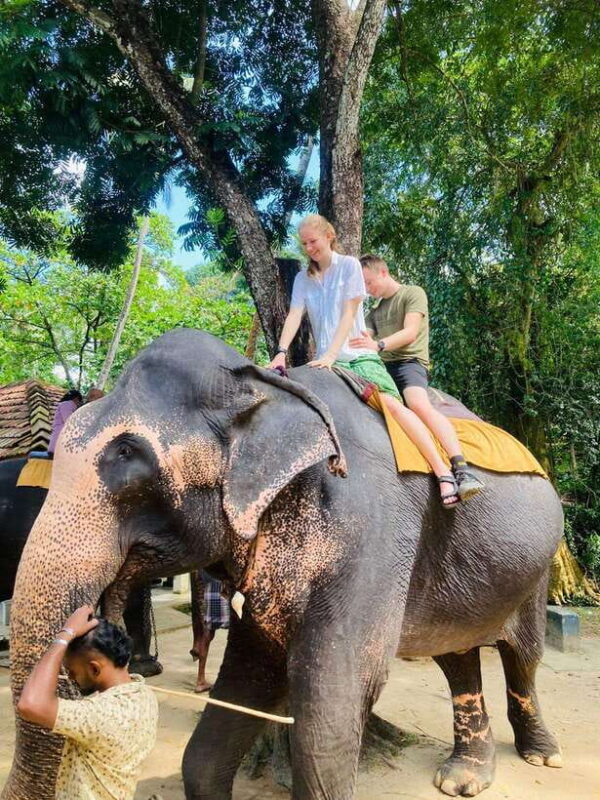 From Kandy : Pinnawala Elephant Orphanage & Ambuluwawa Tower - An In-Depth Look at the Tour Experience