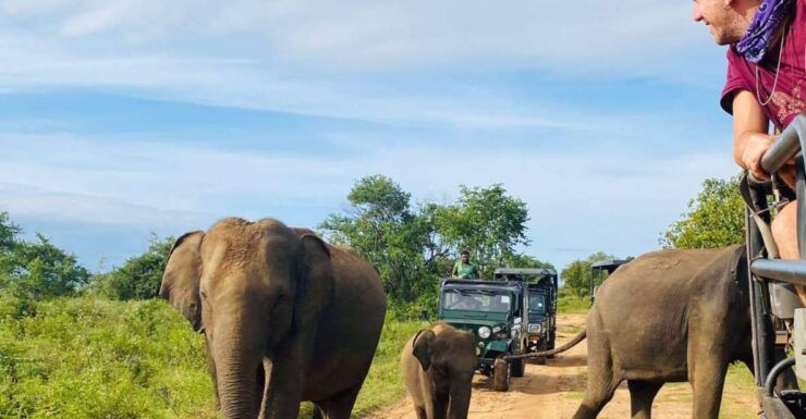 From Kandy: Sigiriya/Dambulla and Minneriya Park Safari - Activity Details