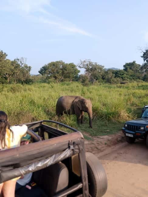 From Kandy: Sigiriya & Dambulla Day Tour with Safari - An In-Depth Look at the Tour Experience
