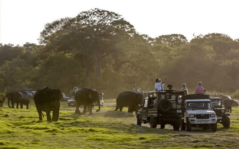 From Kandy: Sigiriya Rock Fortress and Wildlife Safari - Good To Know