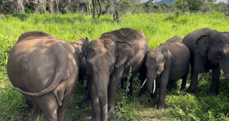 From Kandy: Sigiriya Rock Fortress and Wildlife Safari - Additional Stops and Context