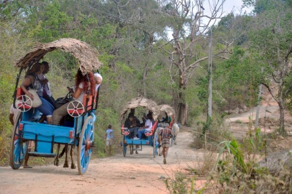From Kandy: Sigiriya Rock, Village Tour and Minneriya Park - Wildlife Safari at Minneriya National Park