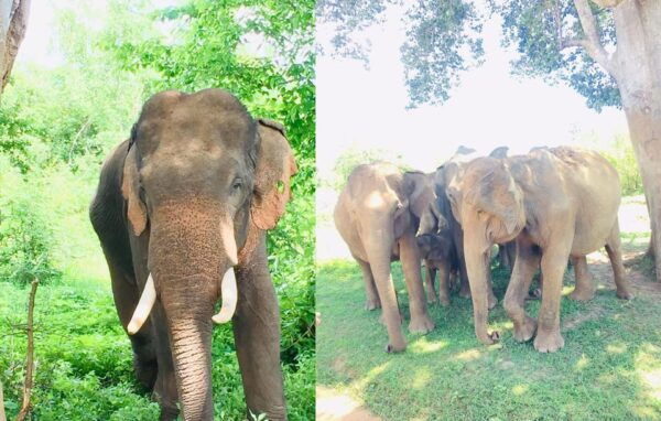 From Kandy: Sigiriya Transfer With Safari and Dambulla Rock - Wildlife Safari Highlights