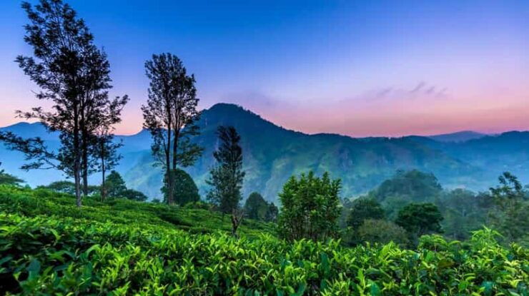 From Kandy to Nuwaraeliya or Nanu Oya Train Station Transfer - Good To Know