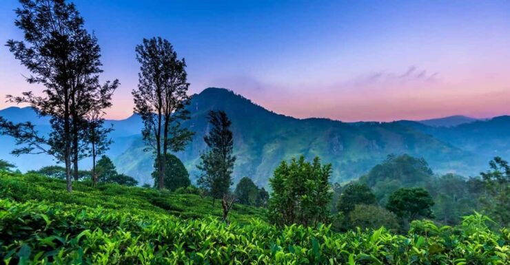 From Kandy to Nuwaraeliya or Nanu Oya Train Station Transfer - Experience Highlights